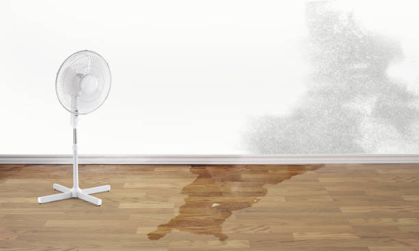 Best Water damage contractors near me  in Arnold, PA