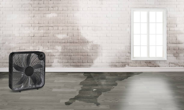 Best Water damage cleanup near me  in Arnold, PA